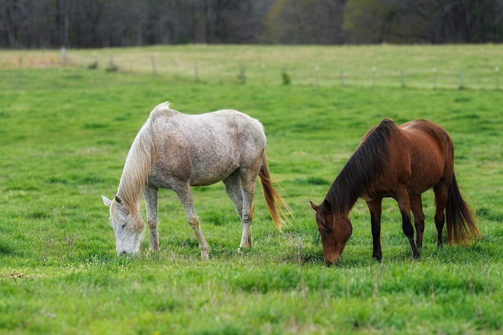 Cross Ties : The Smart Way to Handle Horses Safely | RCI Corrals